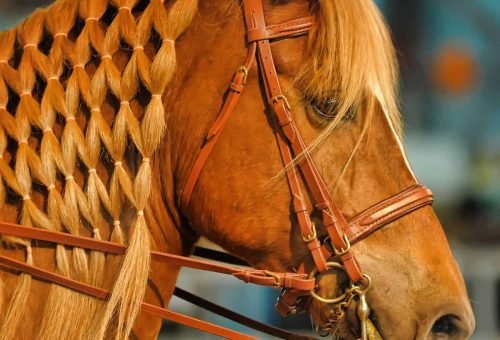 Braiding-Horses-Mane-Feature